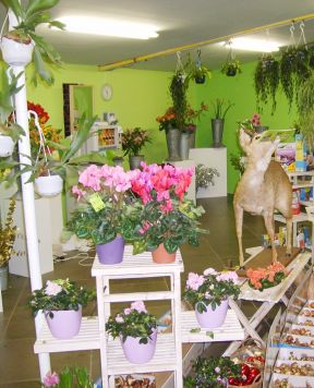 鮮花店圖片 室內(nèi)裝飾設(shè)計(jì)效果圖