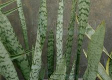 植物凈化的四條原則