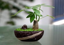 植物擺放風(fēng)水宜忌 大家一定不要能忽略