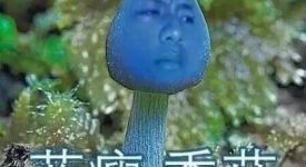 【武漢拜斯達裝飾】藍瘦，香菇丨裝修治愈系列