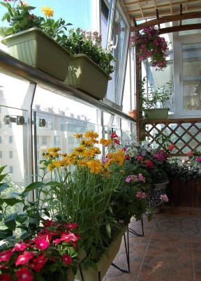 阳台欣赏 盆栽植物图片
