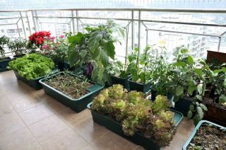 阳台盆栽植物效果图片欣赏