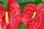 火鶴花怎么養(yǎng),火鶴花養(yǎng)殖注意事項