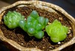玉露怎么種植？