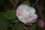 山茶花的養(yǎng)殖方法以及注意事項(xiàng)有哪些？