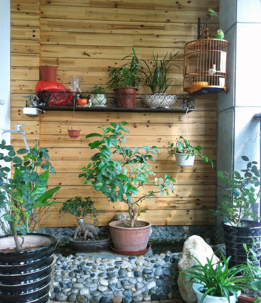 北方阳台盆栽植物图片