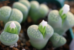 多肉植物在陽(yáng)臺(tái)怎么養(yǎng)？