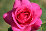 陽(yáng)臺(tái)上怎么養(yǎng)花？