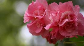 芙蓉花花語 芙蓉花怎么養(yǎng)