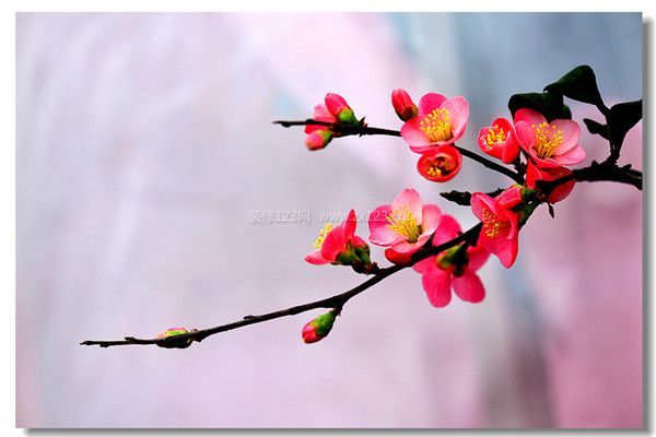 麗格海棠花語