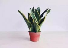 【洛陽(yáng)城市人家裝飾】家中養(yǎng)這4種植物，吸毒又美觀！