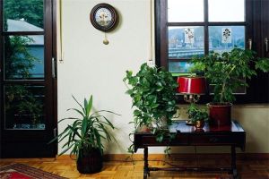 室内绿色植物