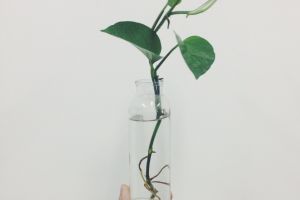 家中植物摆放