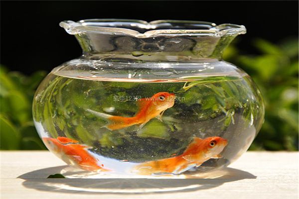 養(yǎng)魚風(fēng)水