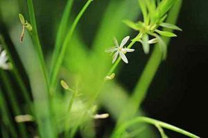 室内空气净化植物