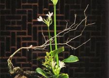 一進門便是鳥語花香，入戶花園讓你感受不一樣的居家體驗