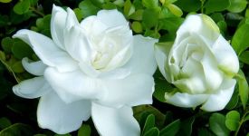 【重慶歐姆家裝飾】梔子花可以放在臥室嗎 梔子花到底該怎么養(yǎng)