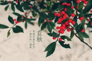 國(guó)廣一葉裝飾在線
