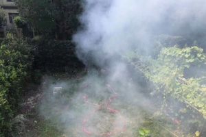 象王裝飾
