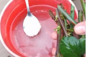 近光燈泡