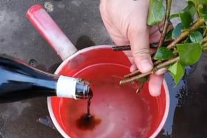 近光燈泡