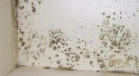 墻面發(fā)霉怎么處理妙招