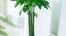 發(fā)財(cái)樹(shù)有什么作用 發(fā)財(cái)樹(shù)的用途