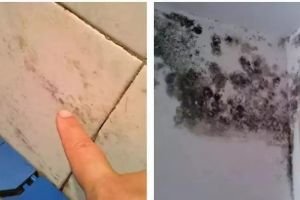 非凡裝飾