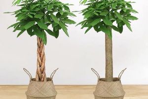 適合臥室擺放的植物