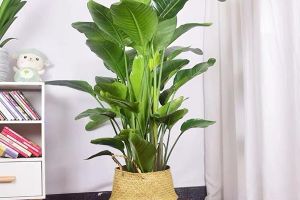 適合臥室擺放的植物