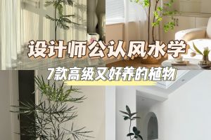 庭院種什么樹風水好