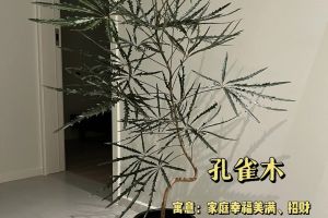 庭院種什么樹風水好