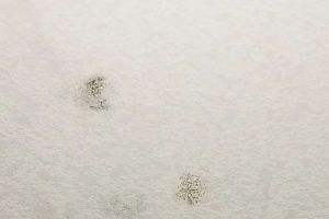 巴中的裝飾公司