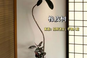 家庭室內(nèi)養(yǎng)什么花好
