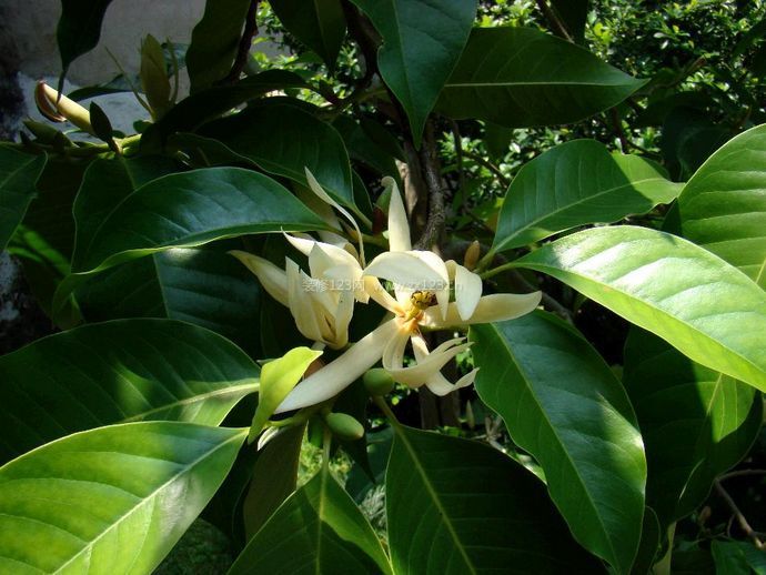 白蘭花對家居環(huán)境的影響