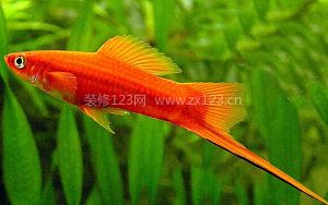 紅箭魚