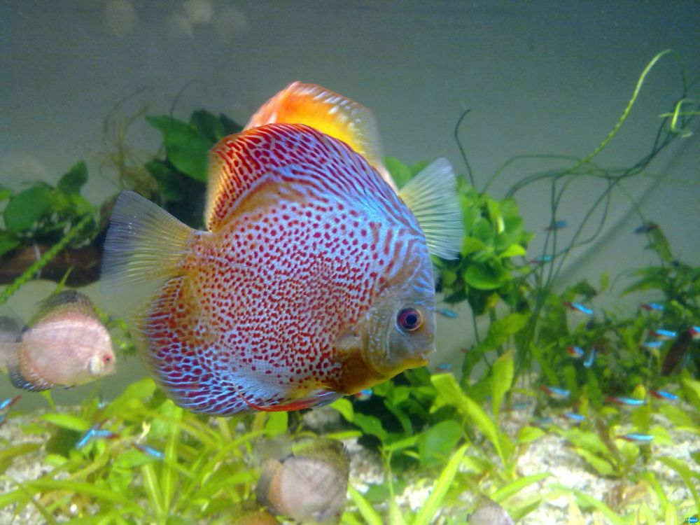 七彩神仙魚的養(yǎng)護(hù)