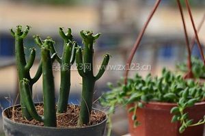 膨珊瑚
