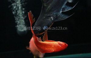 成吉思汗魚