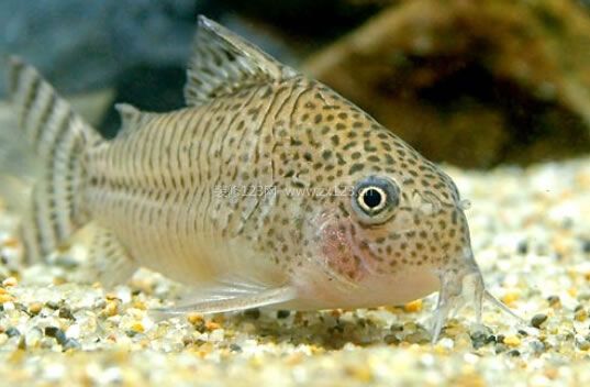 鼠魚