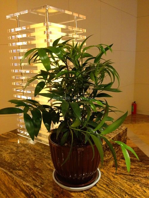 竹柏在家居中的作用