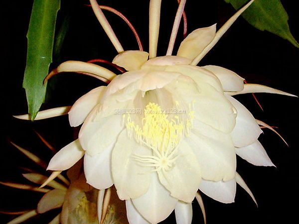 曇花圖片