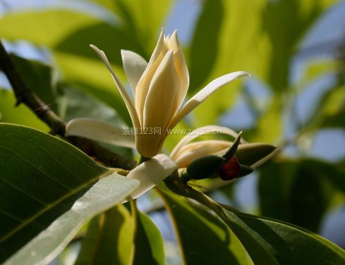 白蘭花的風(fēng)水學(xué)應(yīng)用