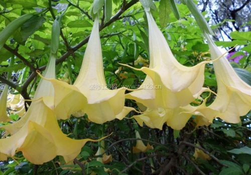曼陀羅花對家居環(huán)境的影響