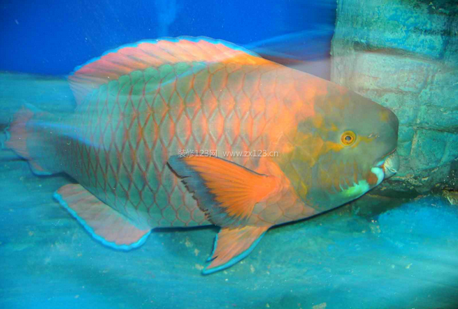 鸚哥魚怎么樣