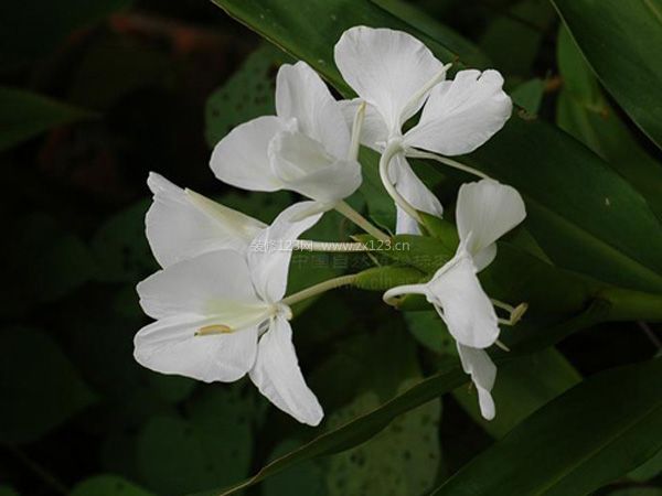 姜花風(fēng)水學(xué)作用