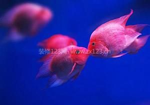 接吻魚