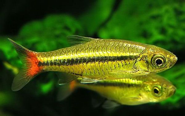 燈魚真么樣