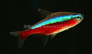 燈魚