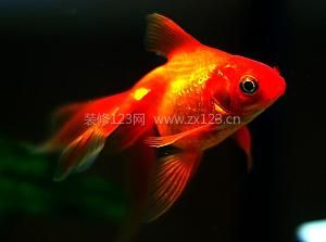 金魚(yú)